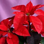 Hvad er forskellen på en juletræsstjerne og en julestjerne?